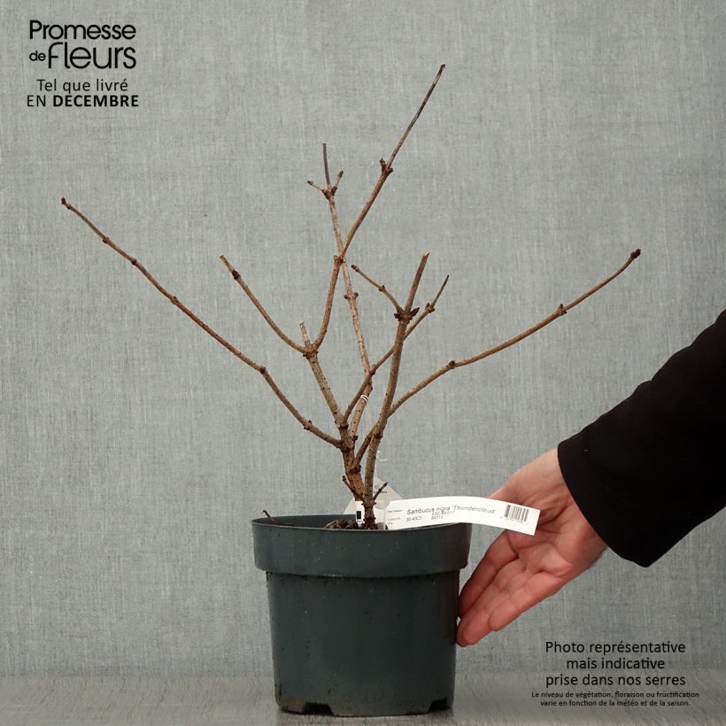 Example of Schwarzer Holunder Thundercloud - Sambucus nigra Topf mit 3L/4L as you get in automne