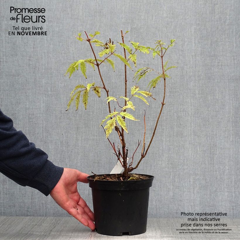 Example of Trauben-Holunder Plumosa Aurea - Sambucus racemosa Topf mit 2L/3L as you get in automne