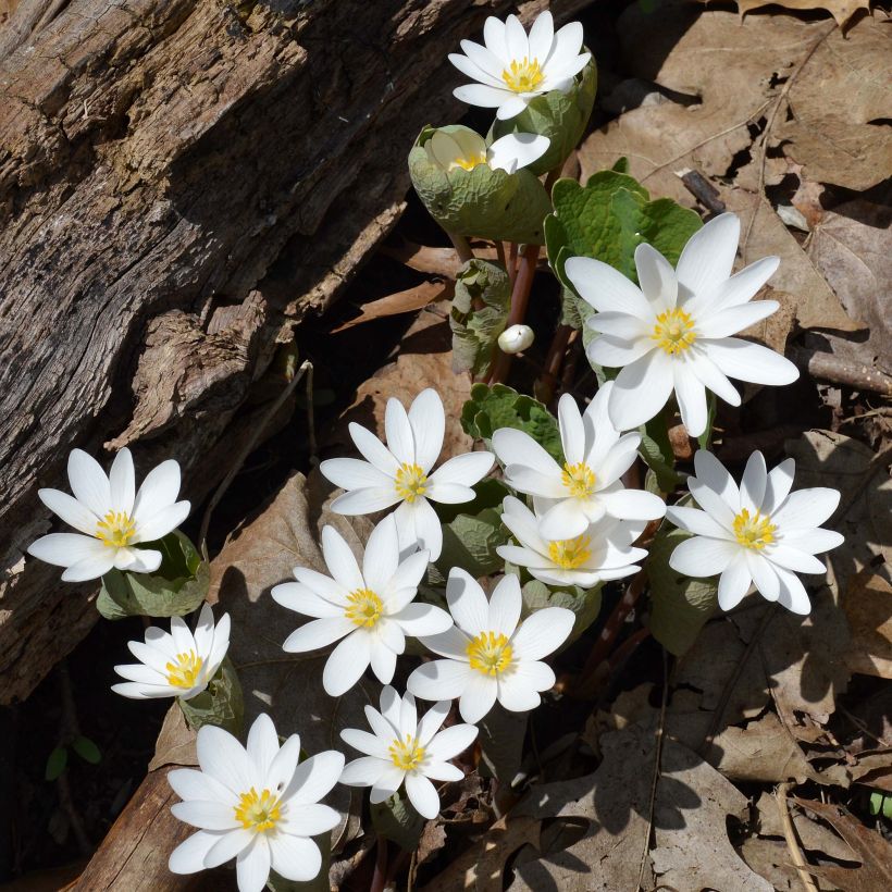 Sanguinaria canadensis - Blutwurz (Plant habit)