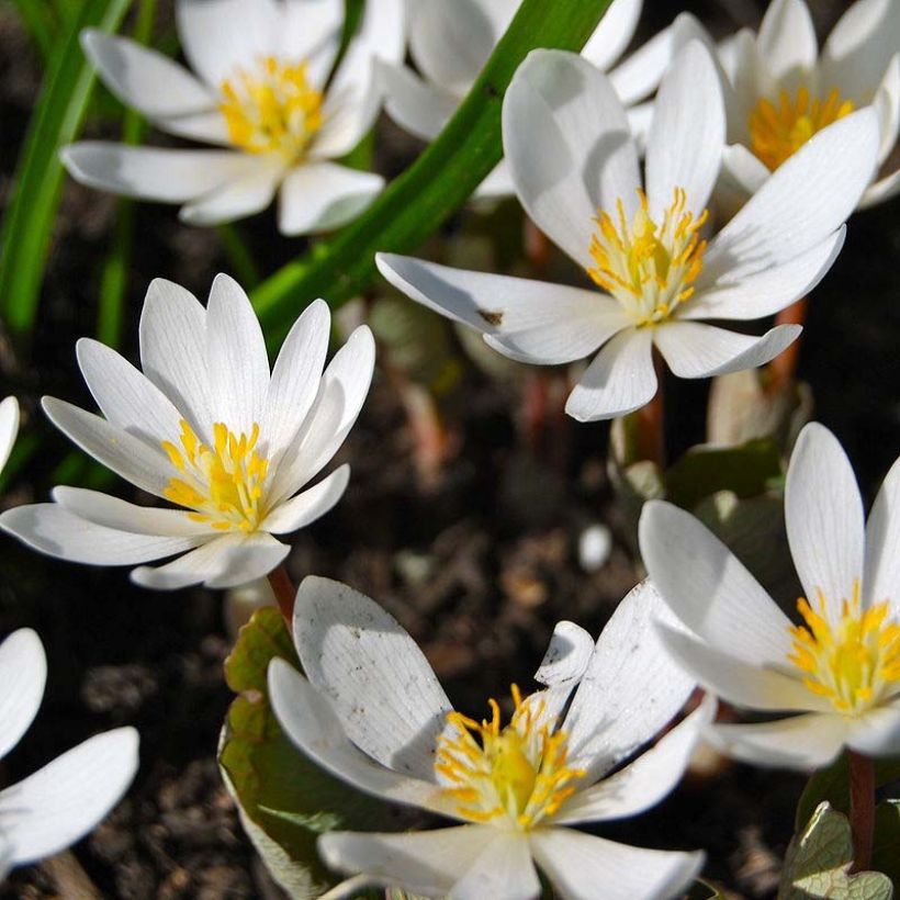 Sanguinaria canadensis - Blutwurz (Flowering)