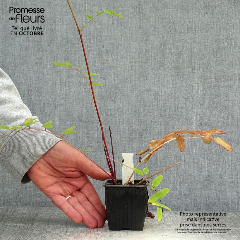 Example of Koreanischer Wiesenknopf Pink Brushes - Sanguisorba hakusanensis Kleine Töpfe von 8/9 cm as you get in automne