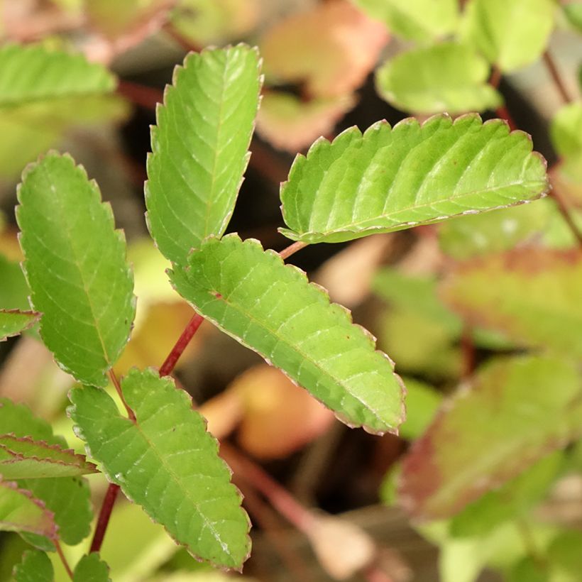 Koreanischer Wiesenknopf Pink Brushes - Sanguisorba hakusanensis (Foliage)