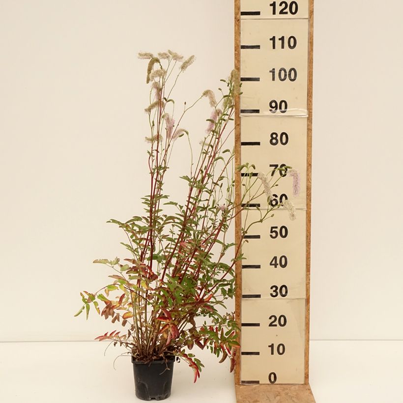 Example of Koreanischer Wiesenknopf Pink Brushes - Sanguisorba hakusanensis Topf mit 2L/3L as you get in ete
