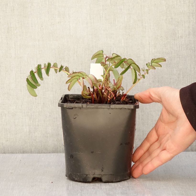 Exemplar von Koreanischer Wiesenknopf Pink Brushes - Sanguisorba hakusanensis Topf mit 2L/3L wie im Frühjahr geliefert