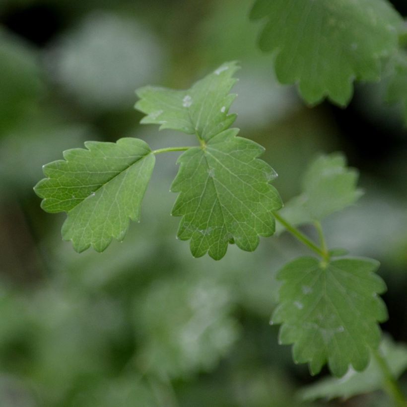 Kleiner Wiesenknopf - Sanguisorba minor (Foliage)