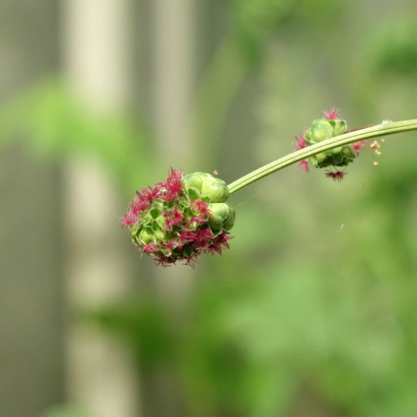 Kleiner Wiesenknopf - Sanguisorba minor (Flowering)