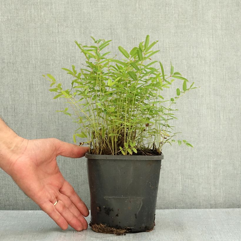Exemplar von Sanguisorba officinalis Pink Tanna - Grande Pimprenelle Pot de 2L/3L wie im Sommer geliefert