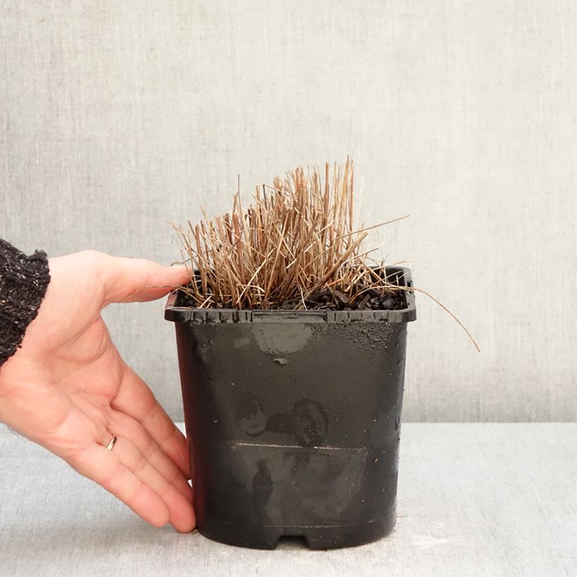 Exemplar von Großer Wiesenknopf Pink Tanna - Sanguisorba officinalis Topf mit 2L/3L wie im Winter geliefert