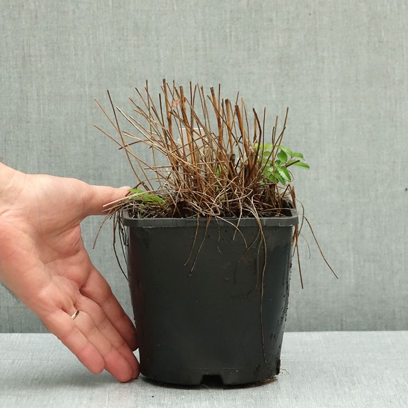 Exemplar von Wiesenknopf Plum Drops - Sanguisorba  Topf mit 1,5L/2L wie im Herbst geliefert