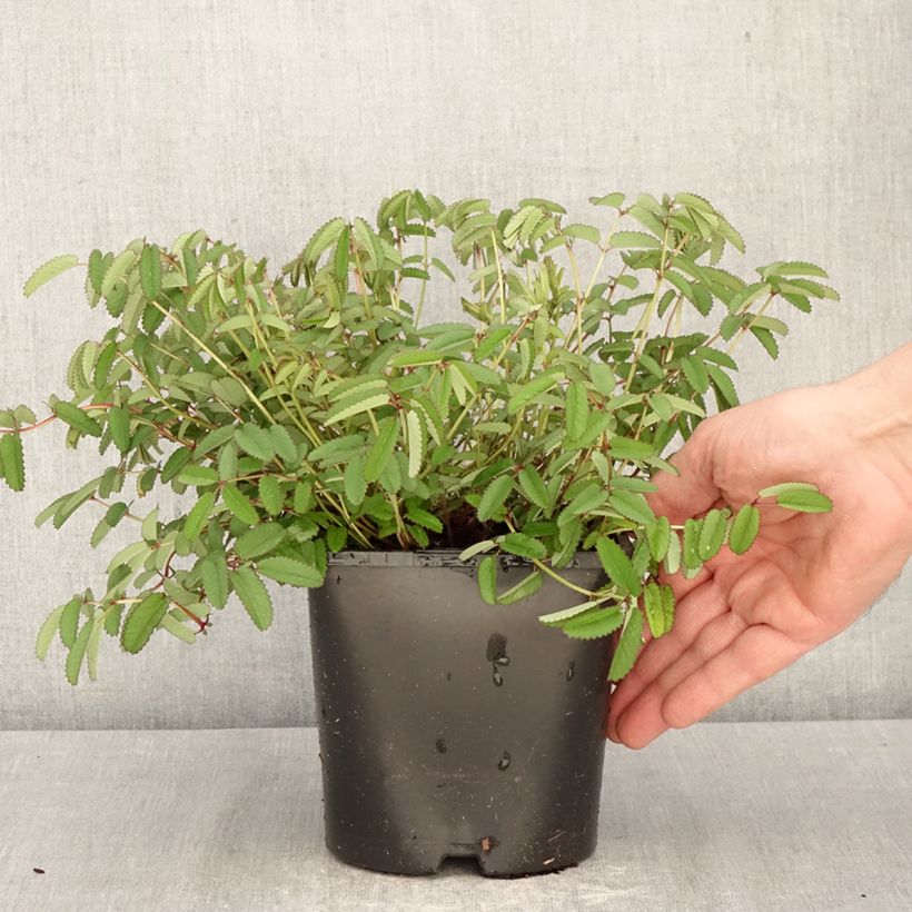 Exemplar von Wiesenknopf Plum Drops - Sanguisorba  Topf mit 1,5L/2L wie im Frühjahr geliefert