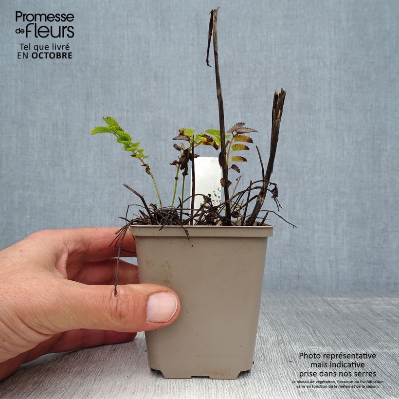 Example of Wiesenknopf Proud Mary - Sanguisorba Kleine Töpfe von 8/9 cm as you get in automne