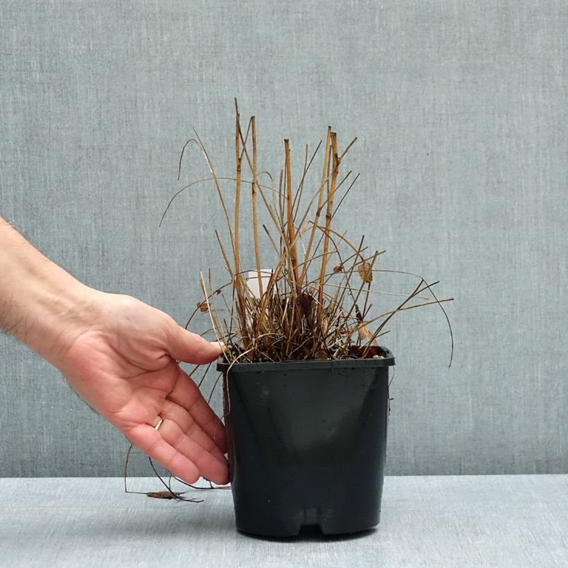 Exemplar von Wiesenknopf Proud Mary - Sanguisorba Topf mit 2L/3L wie im Herbst geliefert