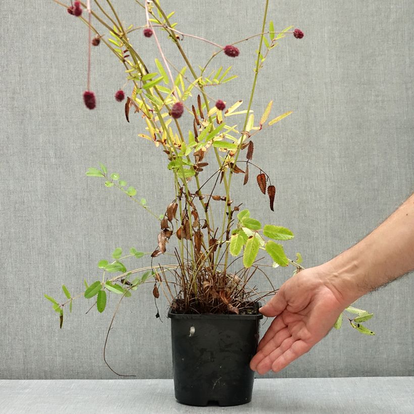 Exemplar von Wiesenknopf Proud Mary - Sanguisorba Topf mit 2L/3L wie im Sommer geliefert