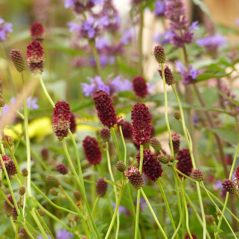 Großer Wiesenknopf Red Thunder - Sanguisorba officinalis (Flowering)