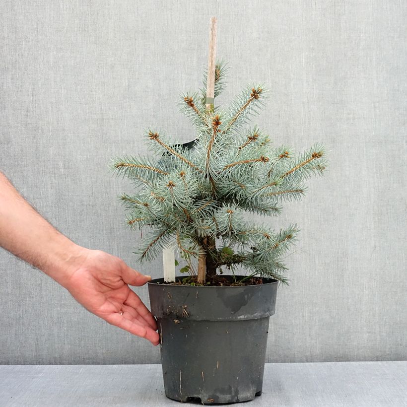 Exemplar von Picea pungens Blue Diamond Topf mit 4L/5L wie im Sommer geliefert
