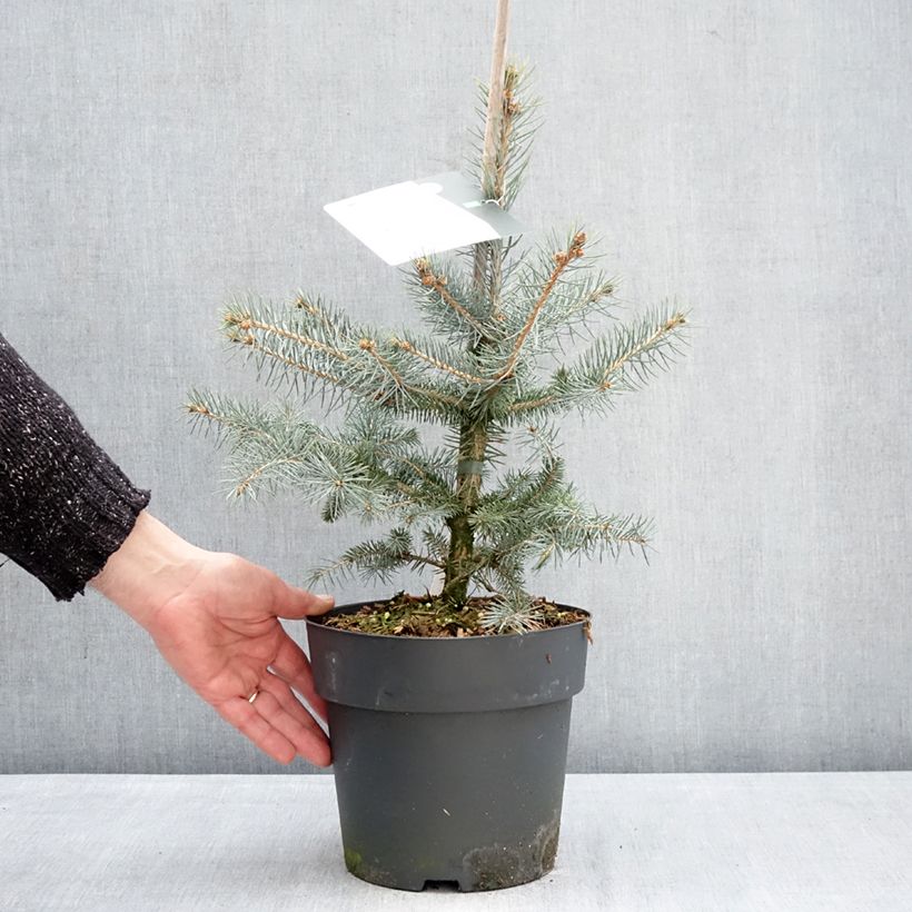 Exemplar von Picea pungens Blue Diamond Topf mit 4L/5L wie im Winter geliefert
