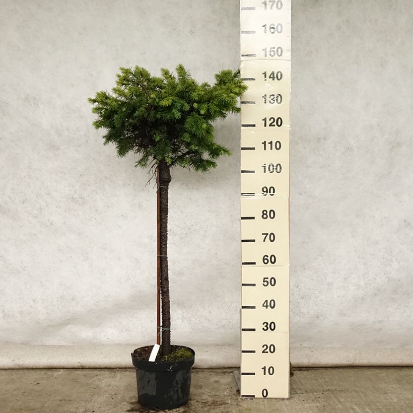 Example of Pseudotsuga menziesii Fletcheri - Douglasie Topf mit 7,5L/10L as you get in ete