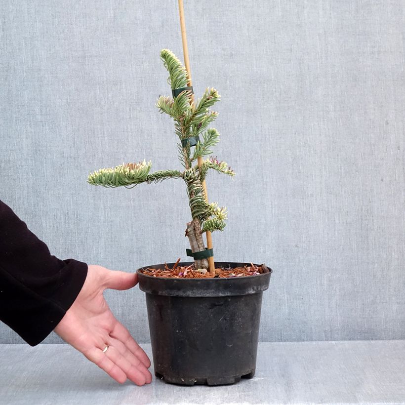 Exemplar von Abies procera Sherwoodii - Edel-Tanne Topf mit 3L/4L wie im Herbst geliefert