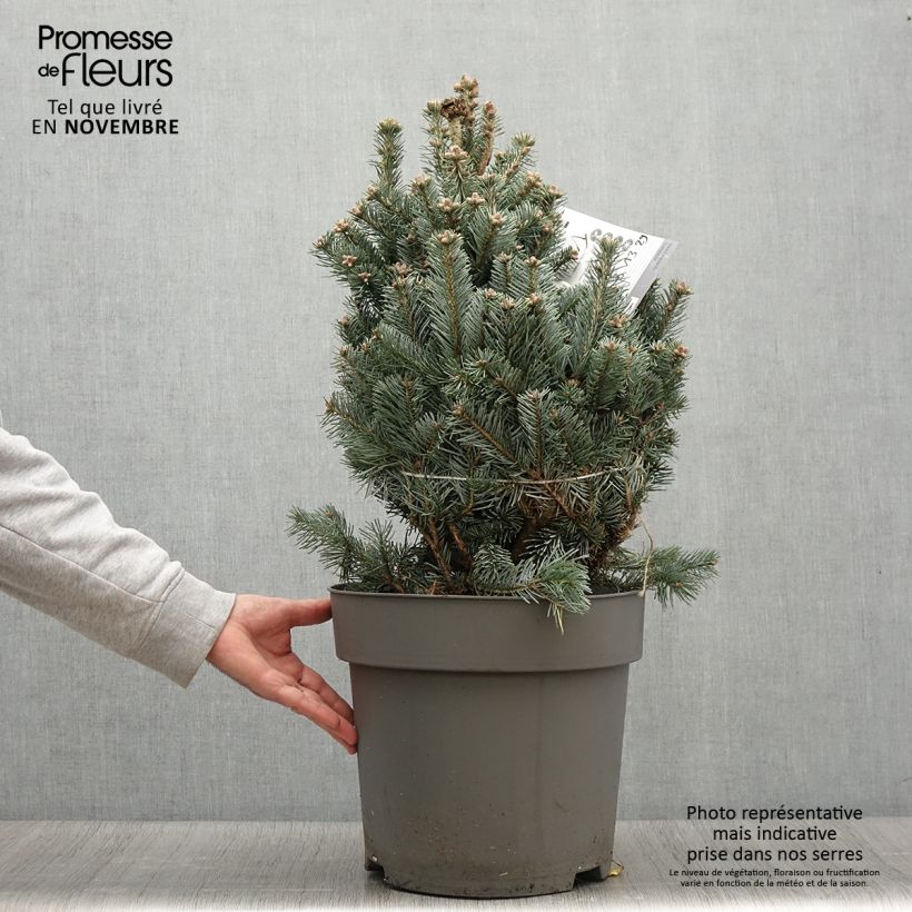 Example of Abies lasiocarpa var. arizonica Compacta - Zwerg-Korktanne Topf mit 2L/3L as you get in automne