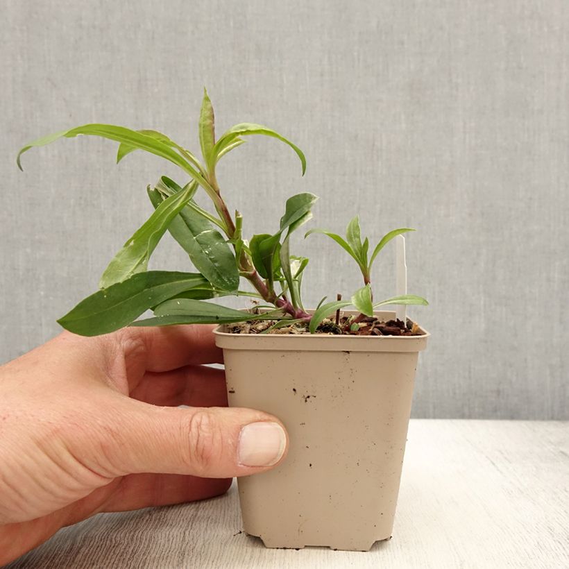 Exemplar von Saponaria Max Frei - Seifenkraut Kleine Töpfe von 8/9 cm wie im Frühjahr geliefert