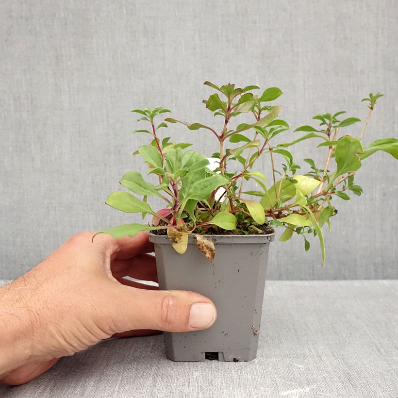 Exemplar von Saponaria ocymoides - Rotes Seifenkraut Kleine Töpfe von 8/9 cm wie im Herbst geliefert