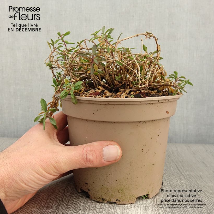 Example of Saponaria ocymoides - Rotes Seifenkraut Topf mit 2L/3L as you get in automne