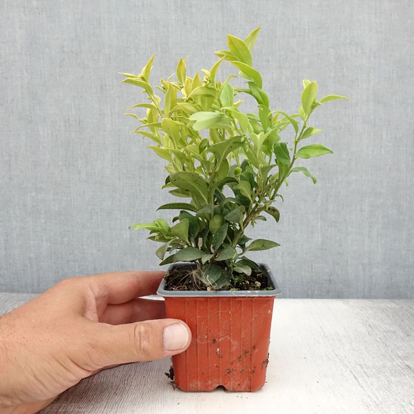 Example of Sarcococca confusa - Schleimbeere Kleine Töpfe von 8/9 cm as you get in ete
