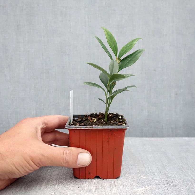 Exemplar von Sarcococca ruscifolia Dragon's gate - Schleimbeere Kleine Töpfe von 8/9 cm wie im Herbst geliefert