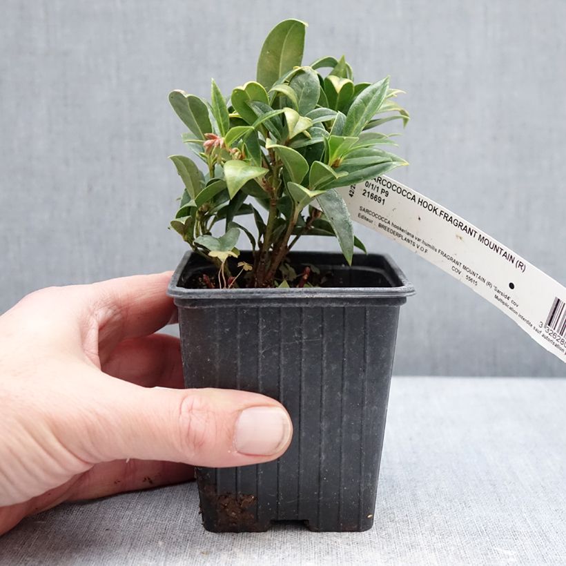 Exemplar von Sarcococca hookeriana var. humilis Fragrant Mountain - Schleimbeere Kleine Töpfe von 8/9 cm wie im Winter geliefert