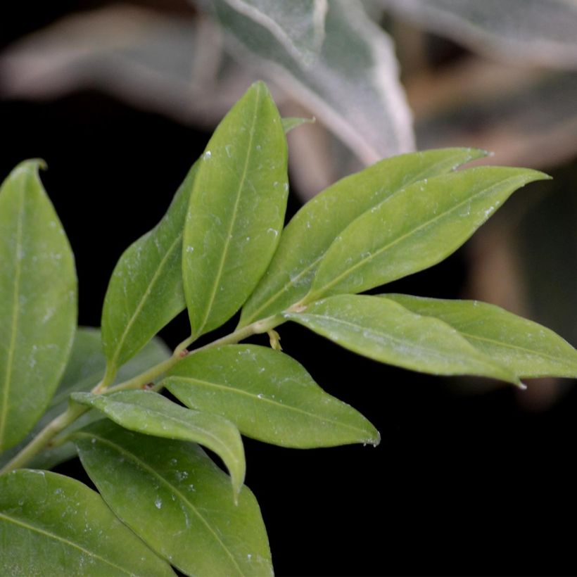 Sarcococca hookeriana - Schleimbeere (Foliage)