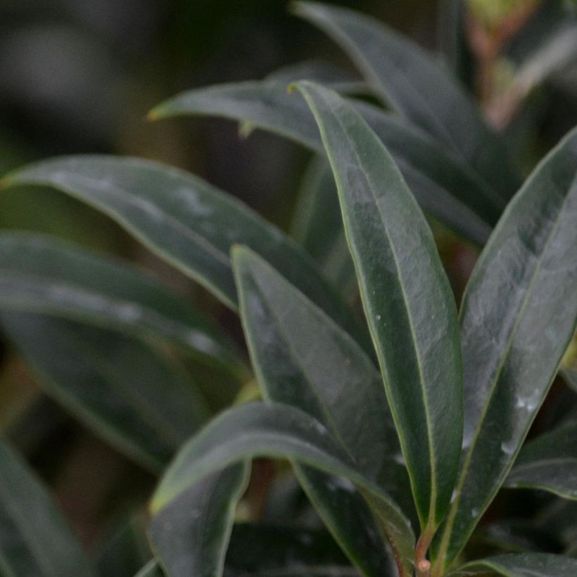Sarcococca hookeriana var. digyna - Schleimbeere (Foliage)