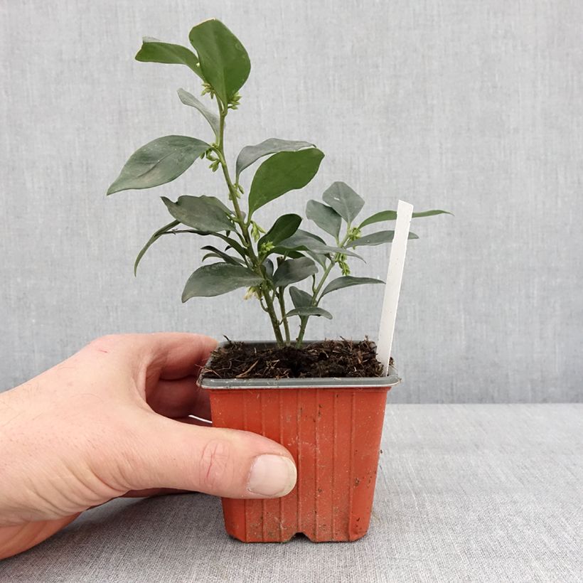 Exemplar von Sarcococca hookeriana var. humilis - Schleimbeere Kleine Töpfe von 8/9 cm wie im Winter geliefert