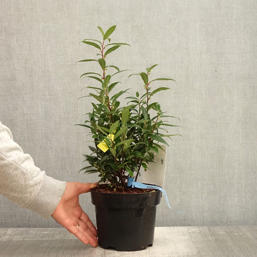 Example of Sarcococca hookeriana var. digyna Purple Gem - Schleimbeere Topf mit 3L/4L as you get in automne