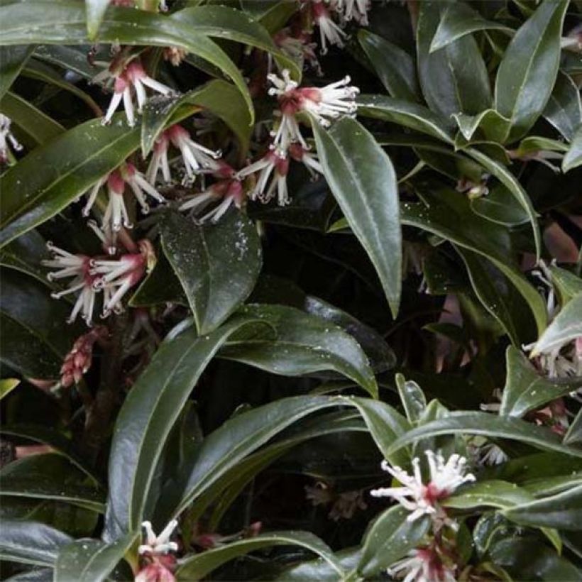 Sarcococca Winter Gem - Schleimbeere (Foliage)