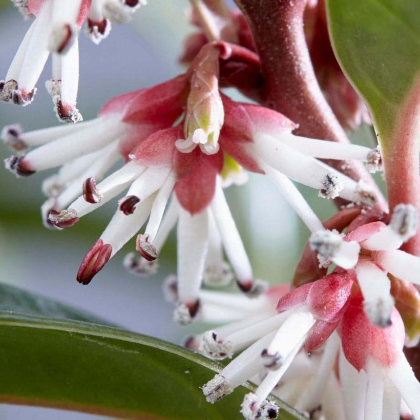 Sarcococca Winter Gem - Schleimbeere (Flowering)