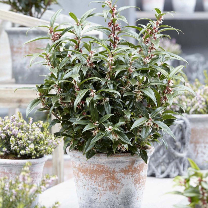 Sarcococca Winter Gem - Schleimbeere (Plant habit)