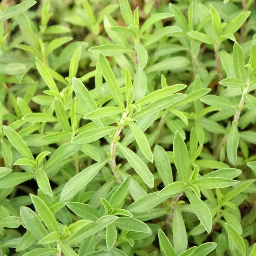 Bohnenkraut Bio (Pflanzen) - Satureja montana (Foliage)