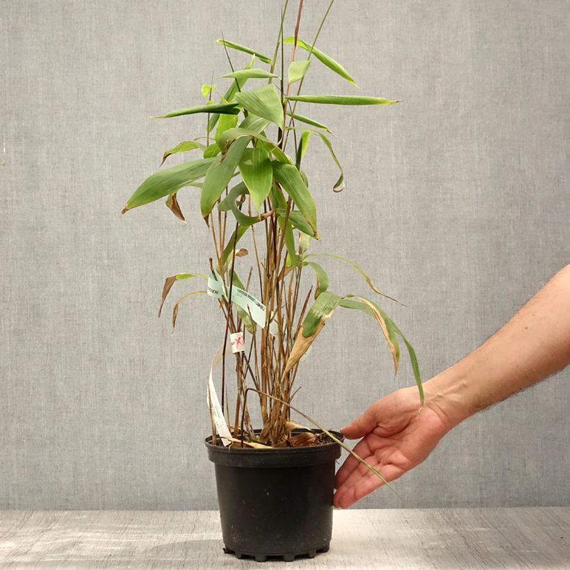 Exemplar von Sasa tessellata - Zwergbambus Topf mit 3L/4L wie im Sommer geliefert