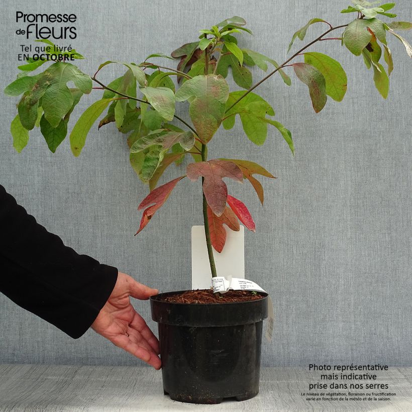 Example of Sassafras albidum - Sassafrasbaum Topf mit 3L/4L as you get in automne