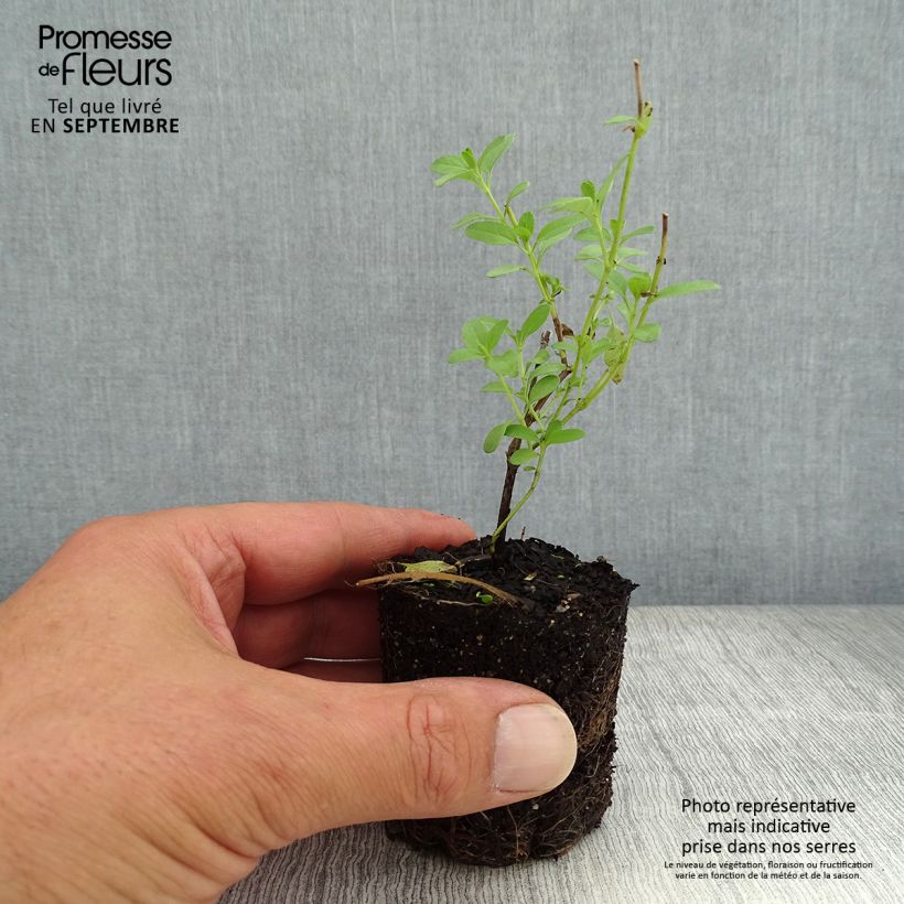 Example of Salvia greggii Amethyst Lips - Strauchiger Salbei Mini-Plug Ø 3/4 cm as you get in automne
