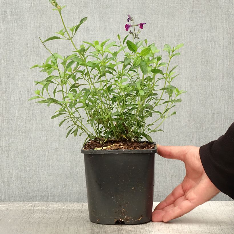 Example of Salvia greggii Amethyst Lips - Strauchiger Salbei Topf mit 2L/3L as you get in automne