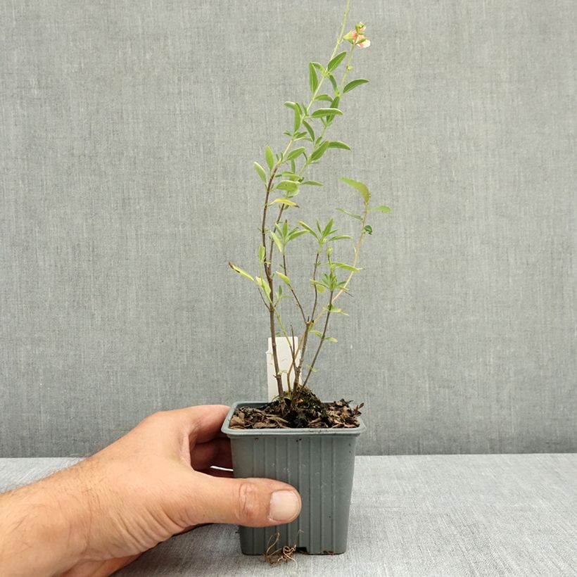 Exemplar von Sauge arbustive Belle de Loire - Salvia jamensis Godet de 8/9 cm wie im Sommer geliefert