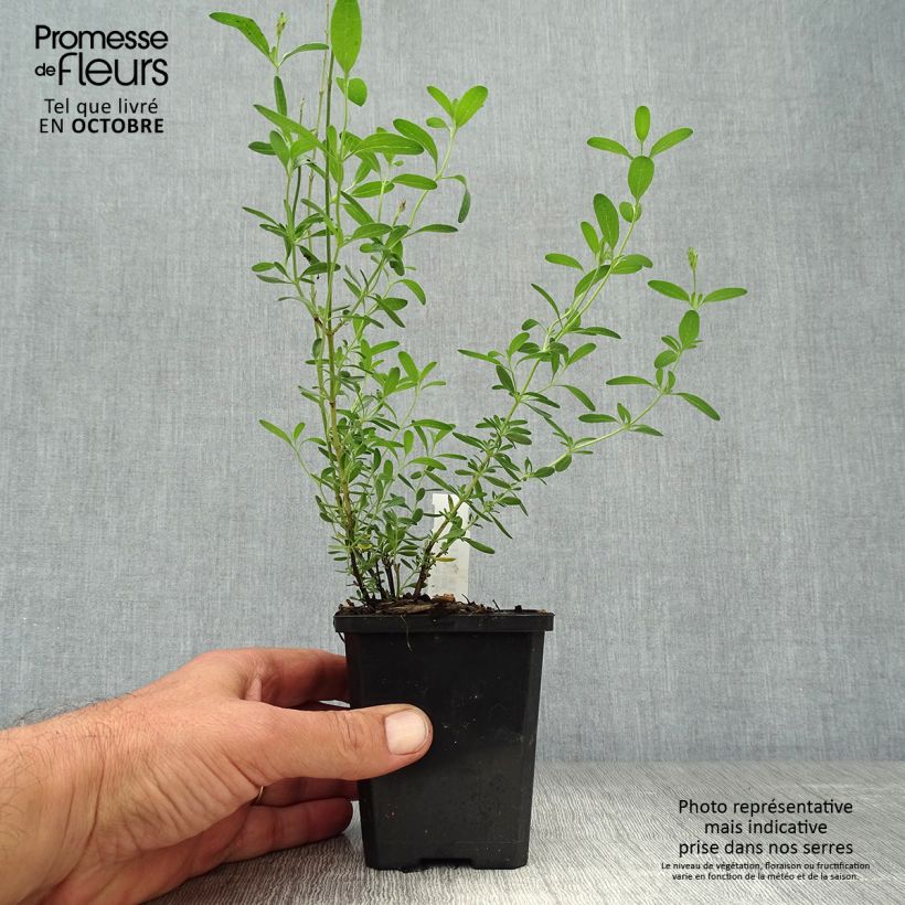 Example of Salvia microphylla Blue Note Kleine Töpfe von 8/9 cm as you get in automne