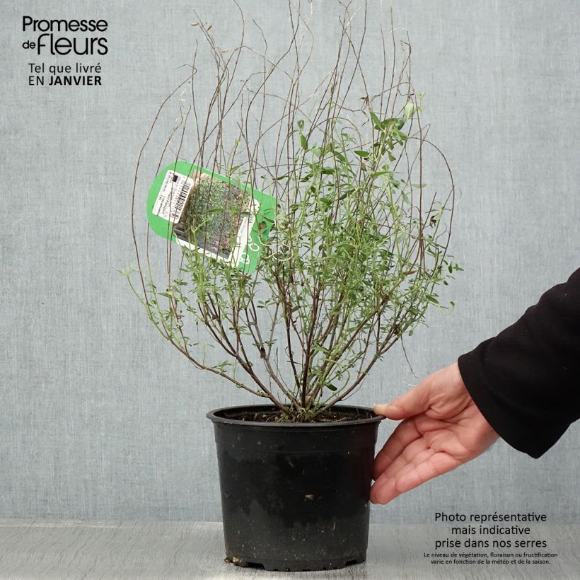 Exemplar von Salvia microphylla Blue Note Topf mit 2L/3L wie im Winter geliefert