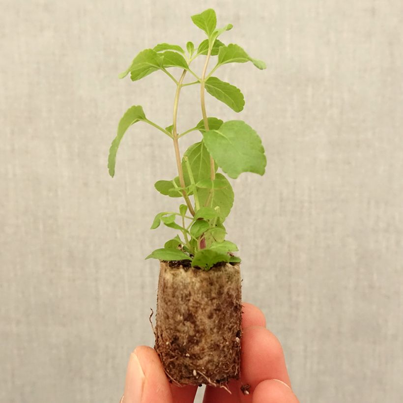 Example of Salvia microphylla Cerro Potosi Mini-Plug Ø 3/4 cm as you get in printemps