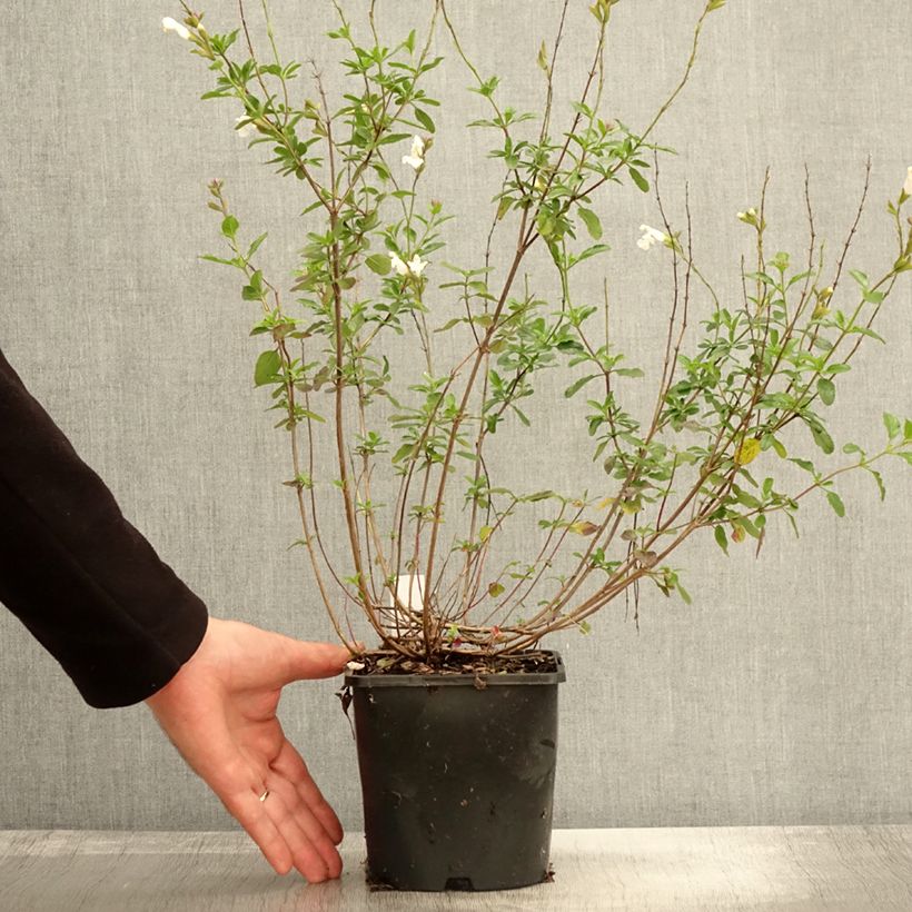 Example of Salvia microphylla Gletsjer Topf mit 2L/3L as you get in automne