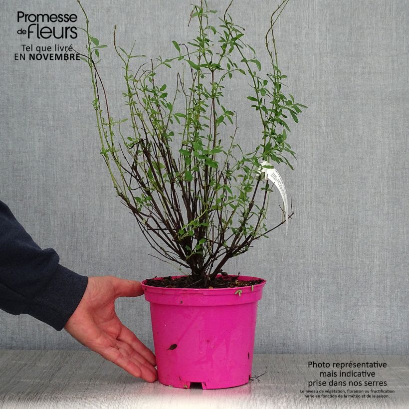 Example of Salvia greggii Icing Sugar - Strauchiger Salbei Topf mit 2L/3L as you get in automne