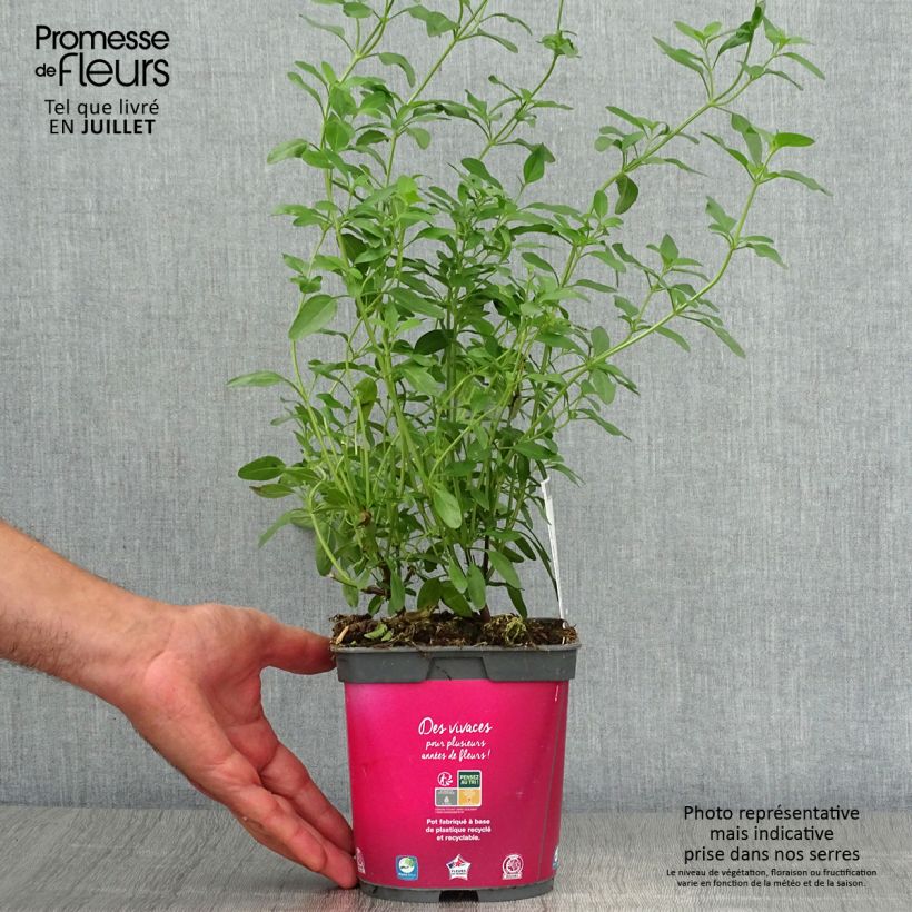 Exemplar von Salvia greggii Icing Sugar - Strauchiger Salbei Topf mit 2L/3L wie im Sommer geliefert