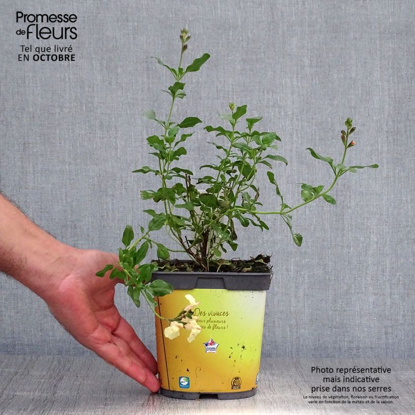 Example of Salvia jamensis Melen Topf mit 2L/3L as you get in automne