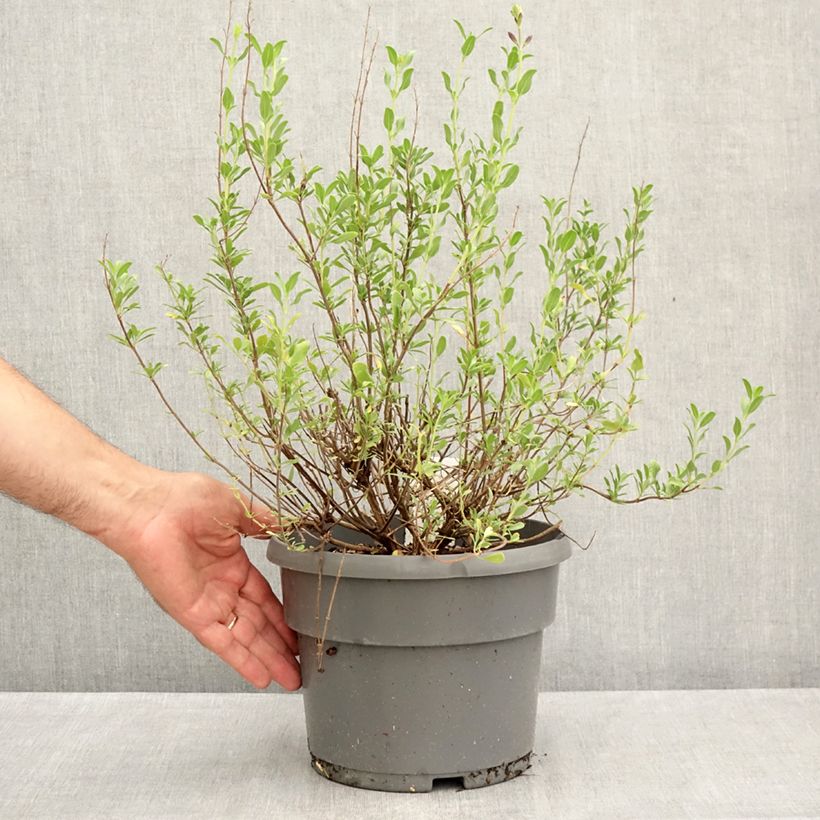 Exemplar von Salvia jamensis Melen Topf mit 4L/5L wie im Sommer geliefert